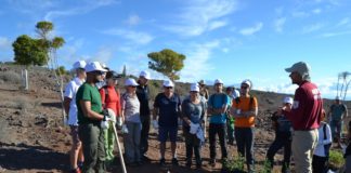 La Gomera planta más de 500 árboles en la primera celebración del Día Insular del Árbol
