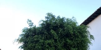 El PSOE de San Sebastián solicita mejora en los jardines y árboles de la calle de El Medio