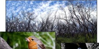 Estudio sobre la evolución de aves en el Garajonay en las zonas quemadas en el gran incendio de 2012