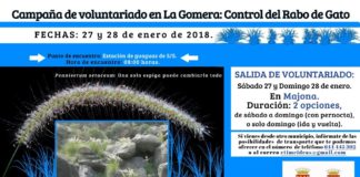 Continúa la ‘Campaña de Voluntariado en La Gomera: Control del Rabo de Gato’ este próximo sábado y domingo