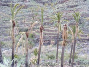 Palmeras en Barranco de Santiago 1