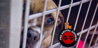 Un grupo de caminantes encuentra un perro ahorgado en Guadá