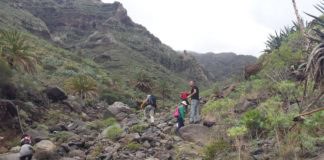 El sábado se llevará a cabo una Campaña de Voluntariado para el control de Rabo de Gato en el barranco de San Antonio