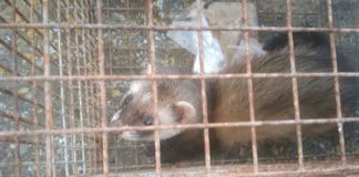 Alfredo Herrera no cree que el hurón sea plaga en La Gomera