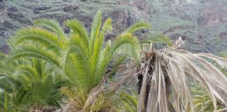 Sí se puede señala el preocupante deterioro que muestran los palmerales en el Barranco de Santiago