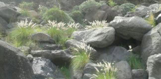 Continúa la ‘Campaña de Voluntariado en La Gomera sobre Control del Rabo de Gato este sábado y domingo