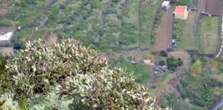 Suspendido el entrenamiento de la III Carrera de Montaña Villa de Hermigua