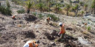El Cabildo planta más de 1.700 ejemplares de especies arbóreas de monteverde para recuperar zonas forestales