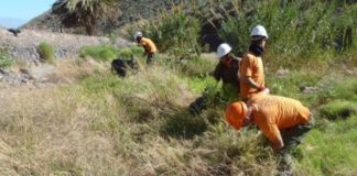 El Cabildo realiza tareas de control y erradicación de flora invasora