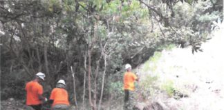 El Cabildo realiza tareas de limpieza en una treintena de cañadas y barrancos de La Gomera