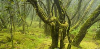 129.538 euros para el seguimiento del Plan de Acción de la Carta Europea de Turismo Sostenible en el Garajonay