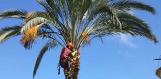 Comienzan los trabajos de poda y limpieza de las palmeras del municipio de Valle Gran Rey