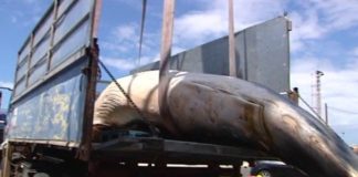 La ballena Rorcual Aliblanco hallada muerta en Valle Gran Rey supera en un metro lo normal para su especie