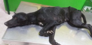 La falta de sensibilidad ante la ausencia de refugios para animales causa ‘decepción e impotencia’