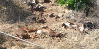 Tenerife encabeza los casos de muerte animal por envenenamiento en Canarias