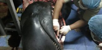 Muere una ballena en Tailandia después de tragarse 80 bolsas de plástico