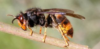 Muere un hombre en Galicia por dos picaduras de una avispa asiática