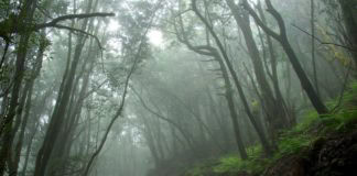 Un ejemplo de superación: Garajonay