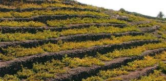 La Forastera Gomera: un referente en las vides canarias