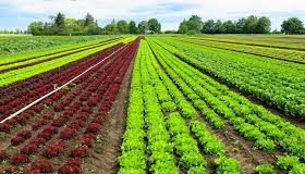 Curso de iniciación a la agricultura biodinámica