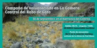 El Cabildo de La Gomera realiza acciones para el control del rabo de gato en la Isla