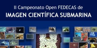 Valle Gran Rey acoge un campeonato de imagen científica submarina