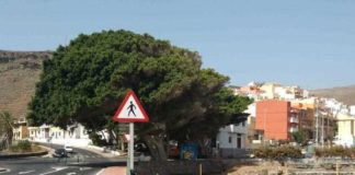 20.000 euros costará modificar el proyecto para salvar el laurel del barrio de El Calvario