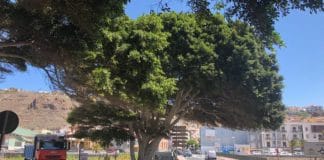 “Salvemos El Laurel de El Calvario” se alegra de que Cabildo y Ayuntamiento rectifiquen «pero lamenta las pésimas formas de los cargos públicos»