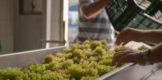 LA ‘FORASTERA’ GOMERA: UNA UVA MUY FRUCTÍFERA