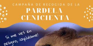 El Cabildo activa la campaña de recogida de la pardela cenicienta
