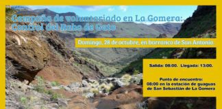 El Cabildo de La Gomera realiza nuevas acciones para el control del rabo de gato en la Isla