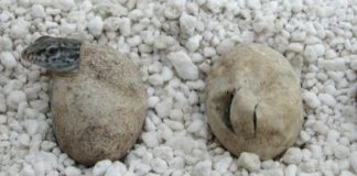 Nacen 65 nuevos ejemplares de Lagarto Gigante de La Gomera dentro del plan de recuperación de la especie