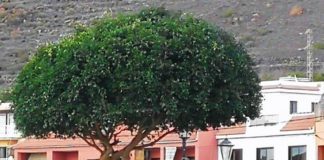 El Ayuntamiento de Valle Gran Rey comienza la poda de especies arbóreas por todo el municipio