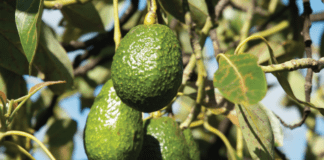 El Cabildo incentiva el cultivo de aguacates para la recuperación agrícola de las medianías de La Gomera