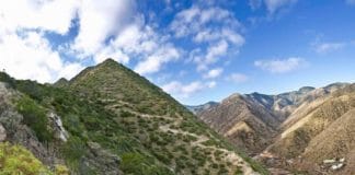 Jornadas de sensibilización y reforestación en Vallehermoso