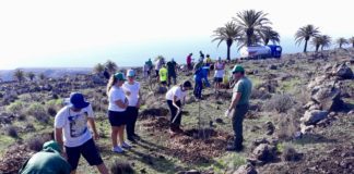 Más de un centenar de escolares de la Isla participan en las jornadas de reforestación del proyecto ‘Plántate’