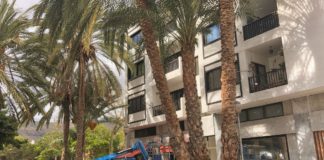 El Ayuntamiento inicia los trabajos de poda y limpieza del palmeral de San Sebastián de La Gomera