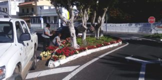 El Ayuntamiento decora San Sebastián de La Gomera con mil quinientas flores de pascua