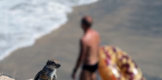 El CSIC avisa de la propagación de ardillas y culebras en Tenerife