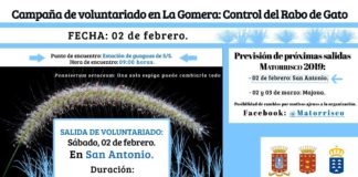 Continúa este sábado la “Campaña de Voluntariado en La Gomera sobre el control del Rabo de Gato’