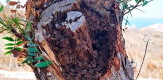 Piden evitar que Tenerife propague las termitas a otras islas y Europa