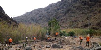 El Cabildo avanza en la retirada de residuos vegetales con el proyecto de mejoras medioambientales