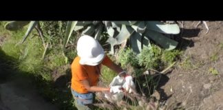 El Cabildo ejecuta tareas de control y erradicación del rabo de gato en varios puntos de La Gomera