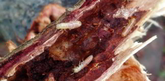 Sí se puede exige medidas rigurosas y coordinación para erradicar las termitas