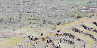 Sí se puede en Vallehermoso advierte de los daños del ganado asilvestrado en las medianías del municipio