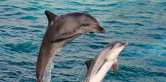 Una investigación de la ULL podría cuestionar el puerto Fonsalía