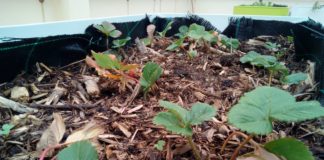 El Ayuntamiento de Vallehermoso instala mesas de cultivo en su residencia de ancianos