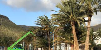 Gobierno, Cabildo y ayuntamientos abordan nuevas medidas de control para la plaga del picudín de la palmera