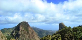 Botánicos españoles hallan en La Gomera  una planta desconocida para la ciencia