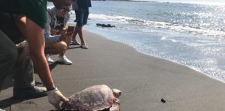 Más de setenta escolares participa en la suelta de una tortuga boba en Playa de la Cueva